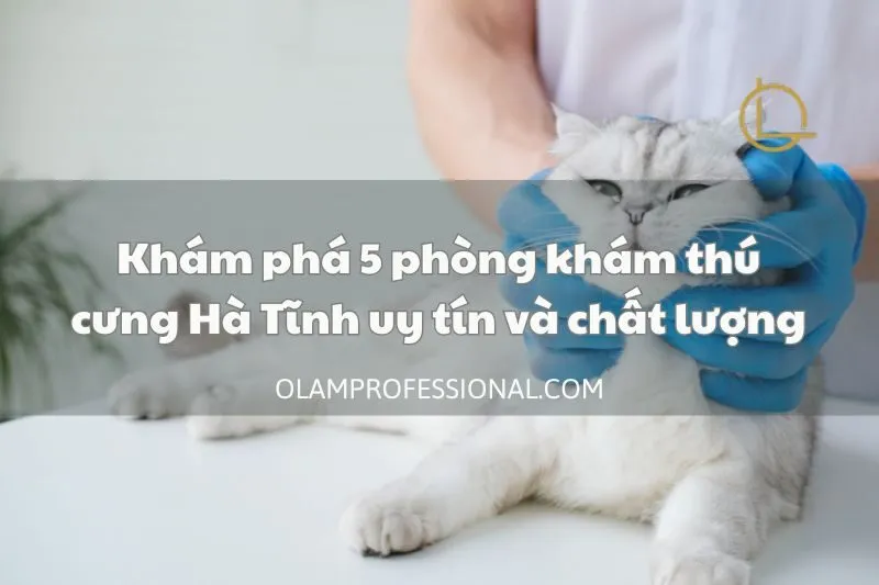 Khám phá 5 phòng khám thú cưng Hà Tĩnh uy tín và chất lượng