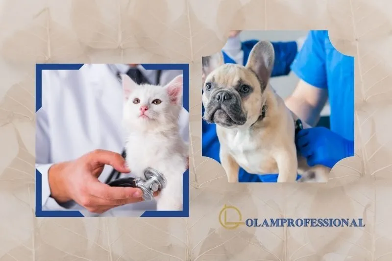 Top list of phòng khám thú cưng tại Hà Tĩnh